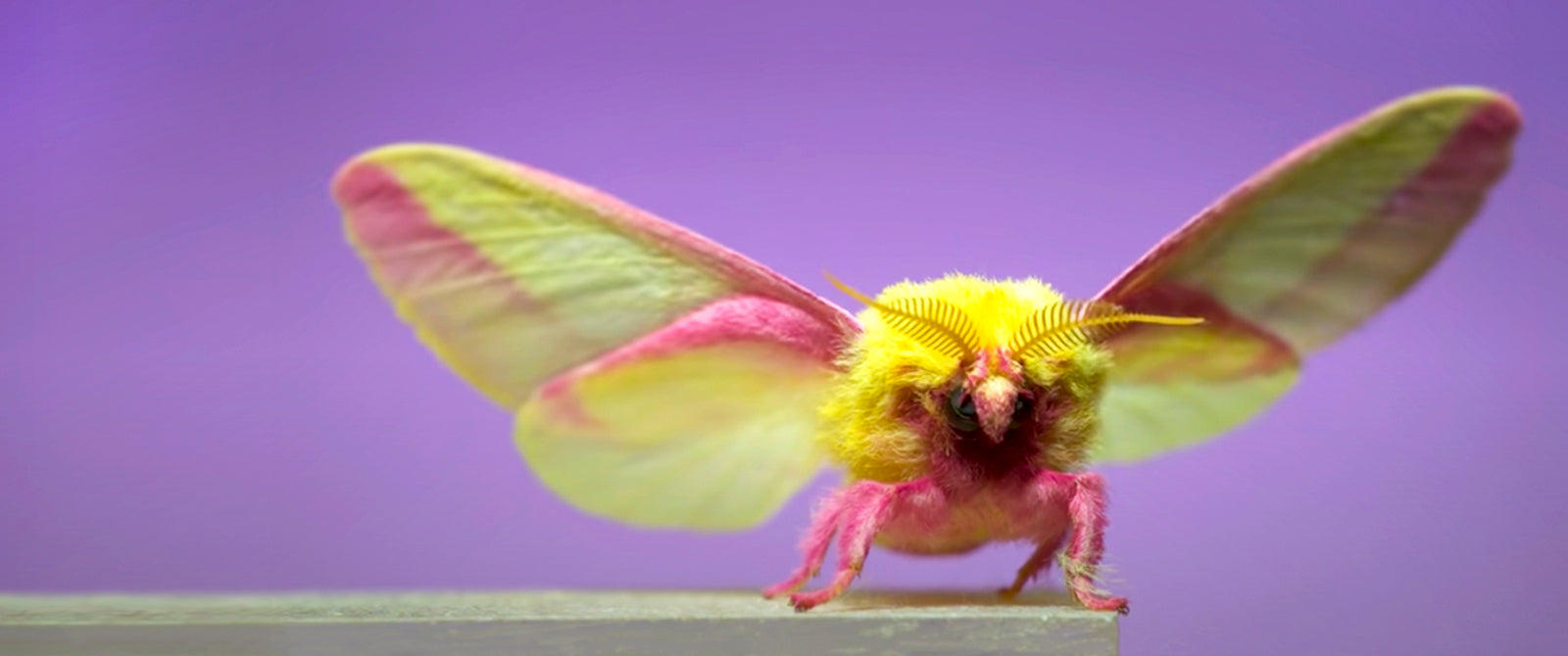 Colección de Motion in Nature