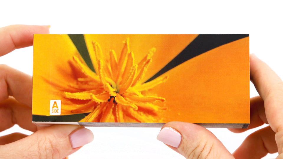 Motion in Nature Flipbook Collection