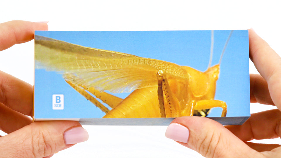 Motion in Nature Flipbook Collection