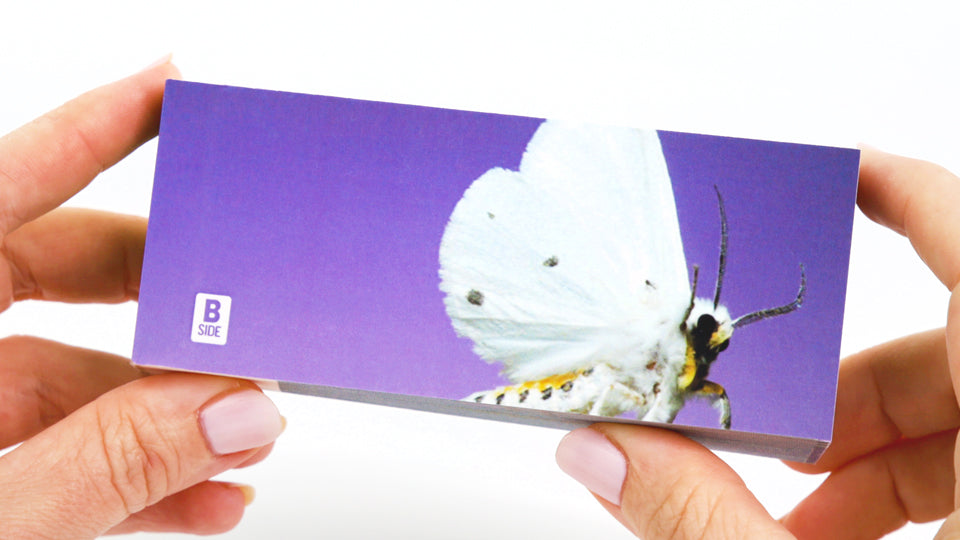 Moths Flipbook