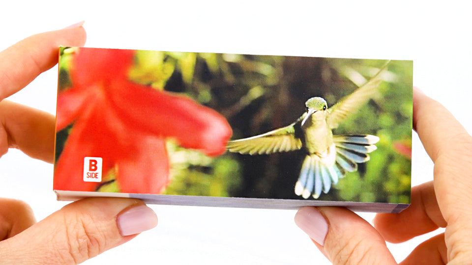 Hummingbirds Flipbook
