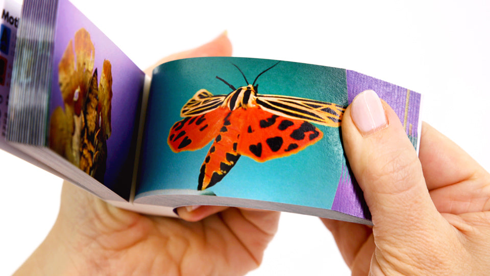 Motion in Nature Flipbook Collection