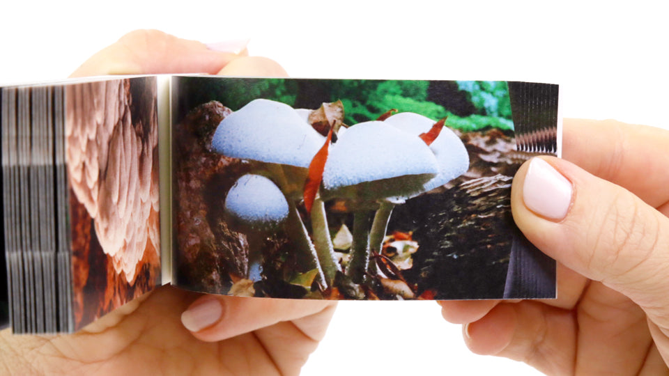 Motion in Nature Flipbook Collection