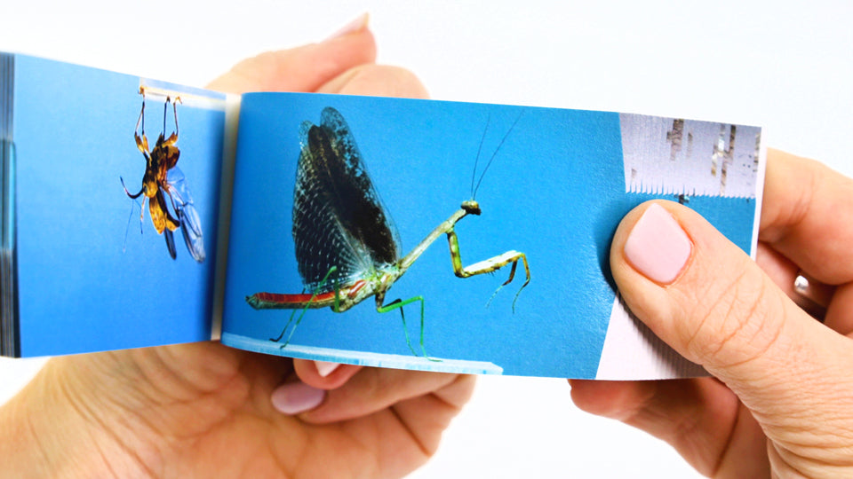 Bugs Flipbook