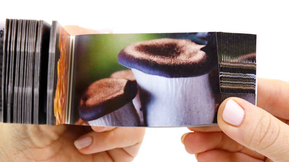 Fungi Flipbook