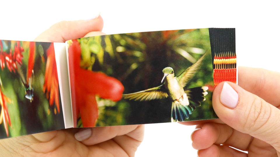 Motion in Nature Flipbook Collection