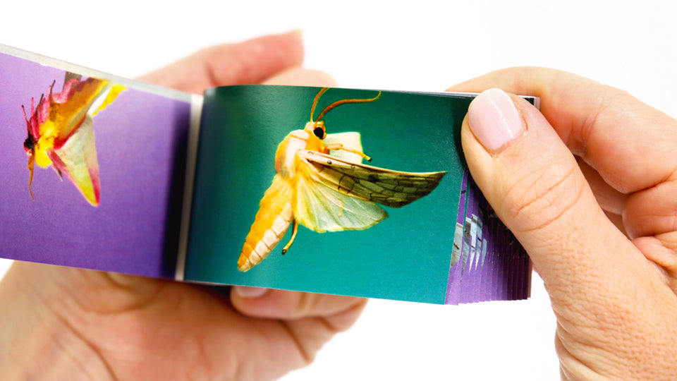 Moths Flipbook