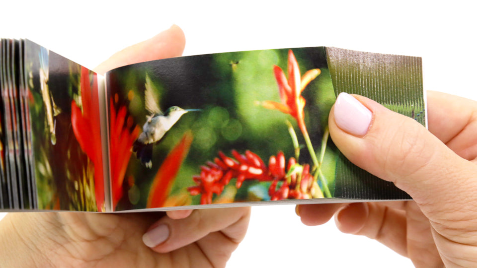 Motion in Nature Flipbook Collection