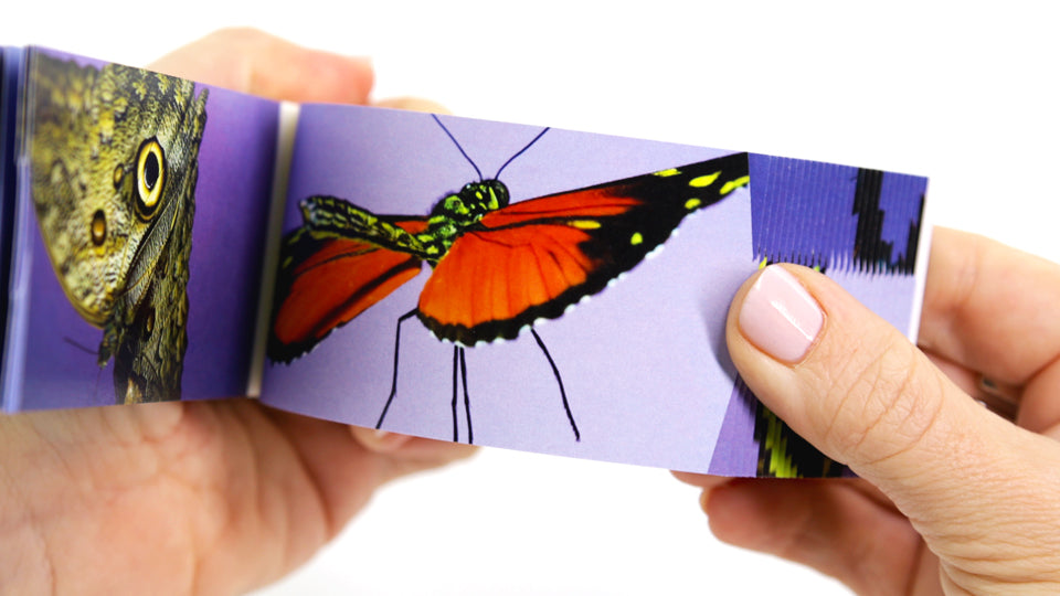 Butterflies Flipbook