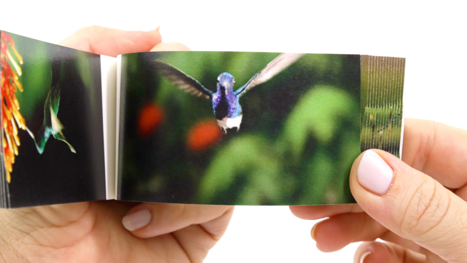 Hummingbirds Flipbook